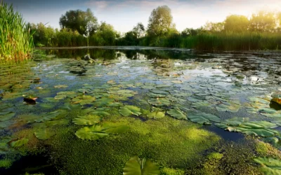 Od rybníků ve Višňovém po mokřad v Rousínově. Krajští radní chtějí navýšit podporu boje se suchem na 28,5 milionu korun